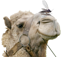 gnat-camel